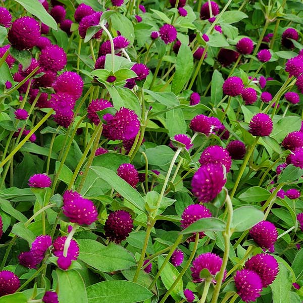 Audray Purple-Red – Gomphrena Seed