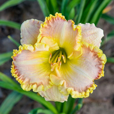 Constant Colour Reblooming Daylily Collection