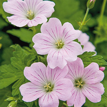 Dreamland Everblooming Hardy Geranium