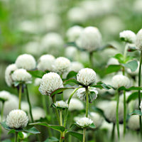 Gomphrena White Seeds