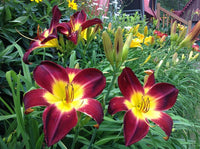 Persian Ruby Daylily