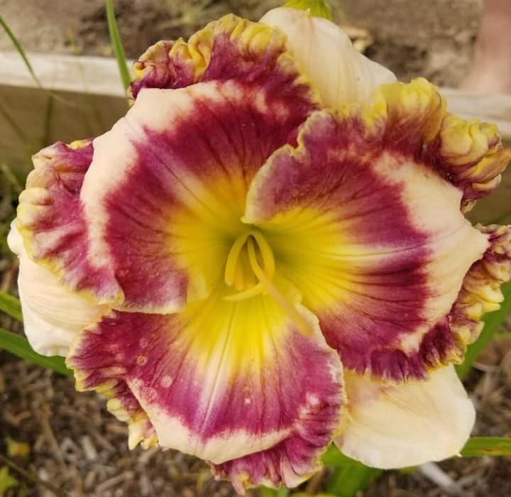 Double Helix Daylily