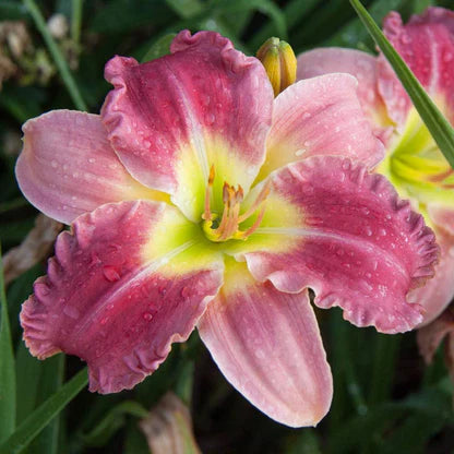 Stolen Treasure Daylily