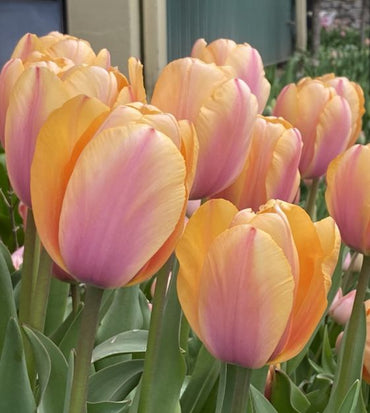 Blushing Impression Tulip Seeds