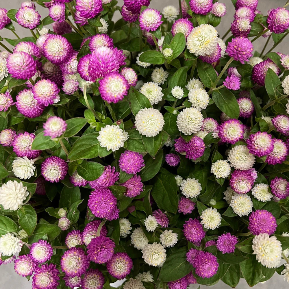 Gomphrena Mixed Color Seeds