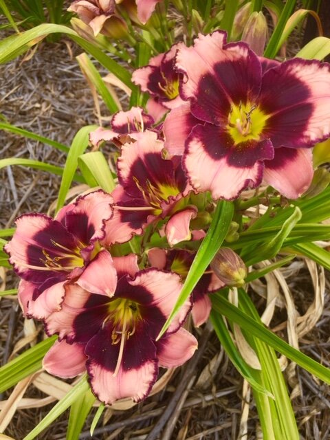 Blackberries and Cream Reblooming Daylily