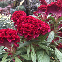 Cockscomb Red Seeds