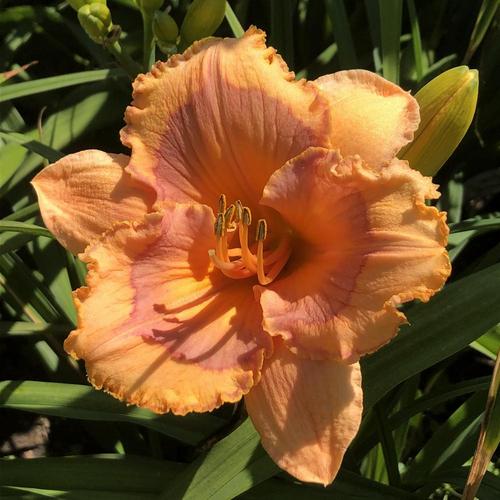 Honey Melon Reblooming Daylily