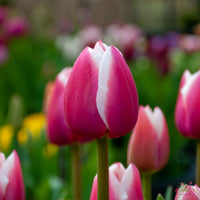 Bonsai Mixed Tulip Plants Rare Beauty Potted Flower Planta Seeds