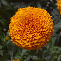 Marigold Inca Orange Seeds