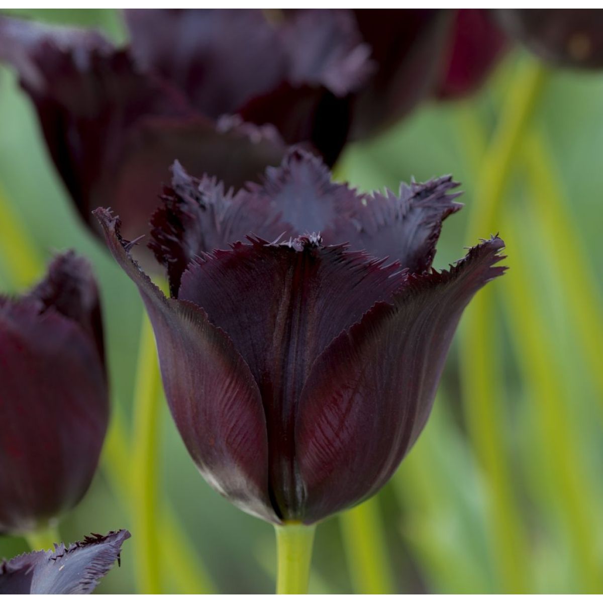 Vincent van Gogh Tulip Seeds