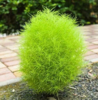 Kochia Plant, Burning Bush Seeds