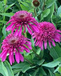 Blueberry Cheesecake Coneflower