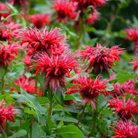 Fireball Bee Balm