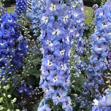 Magic Fountains Sky Blue White Bee – Delphinium Seed