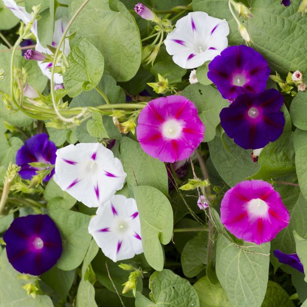 Ipomoea Mixed Color Desi Flower Seeds