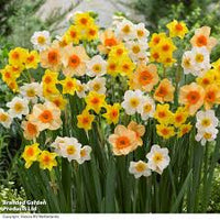 Ultra Fragrant Jonquils Mixture Seeds