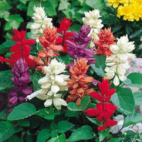 Salvia Hybrid Mixed Color Seeds