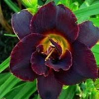 Voodoo Dancer Reblooming Daylily