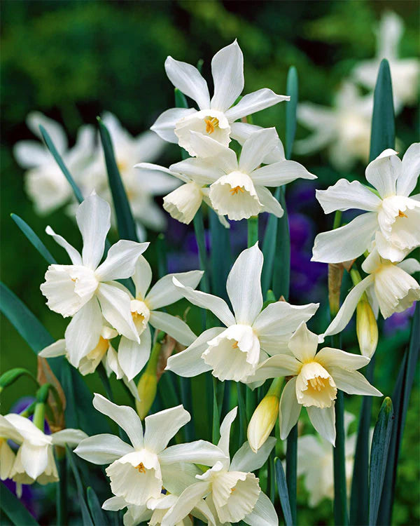 White Daffodil Mixture Seeds