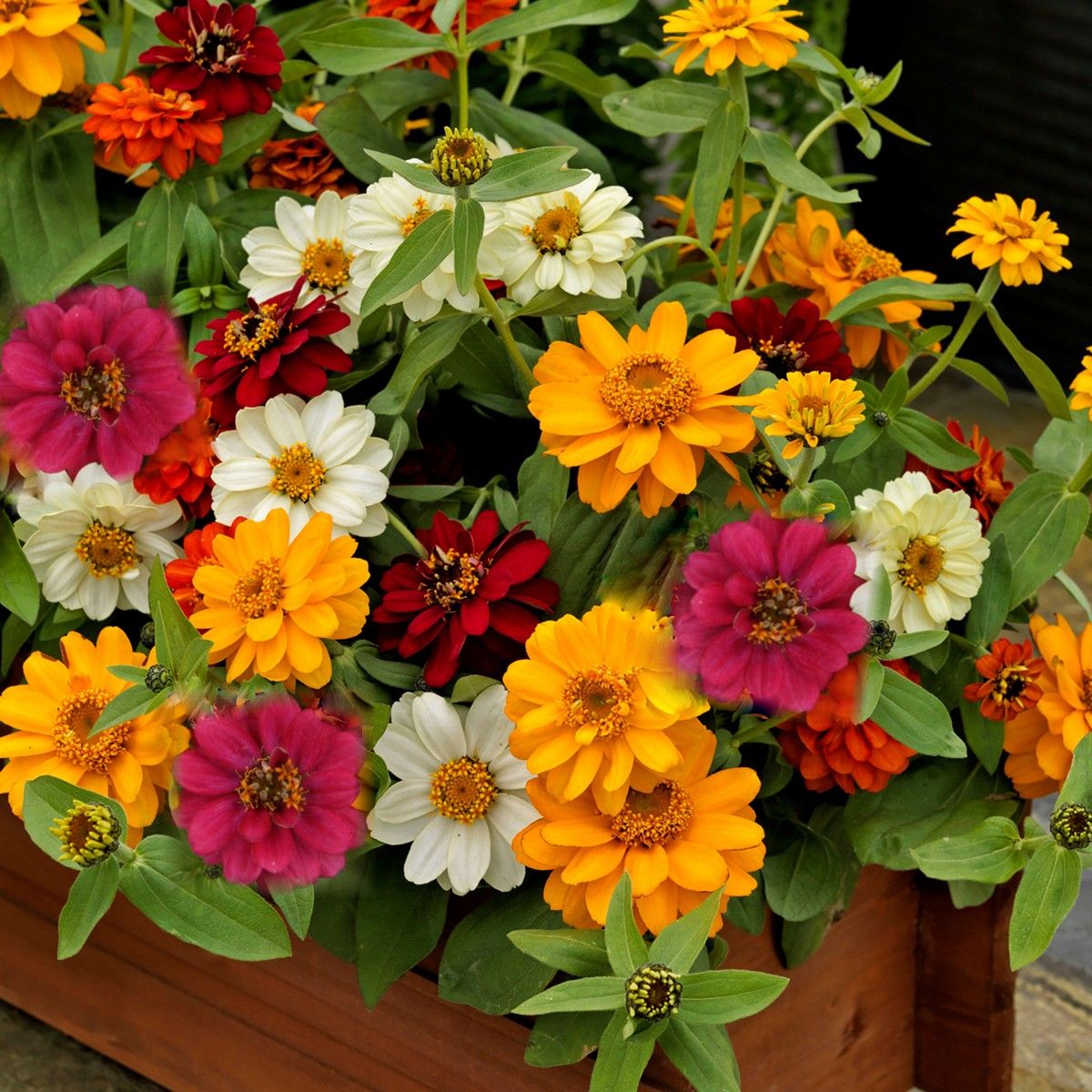 Zinnia Double Mixed Color Seeds