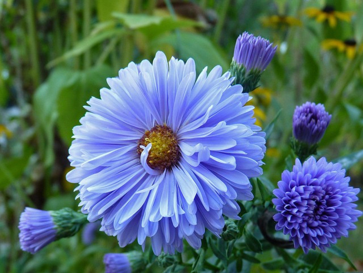 Marie Ballard Aster