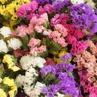 Statice Pacific Mixed Color Flower Seeds