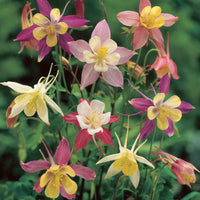 Giant Columbine Mixture