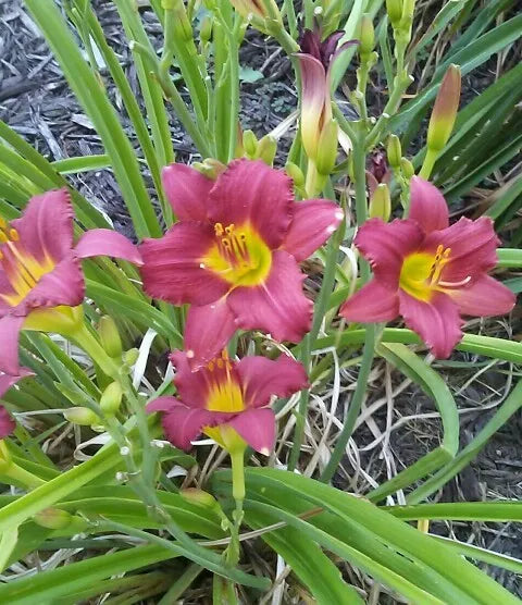 Another Brick in the Wall Reblooming Daylily