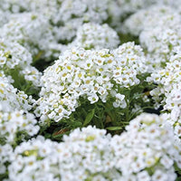 Alyssum- Tiny Tim