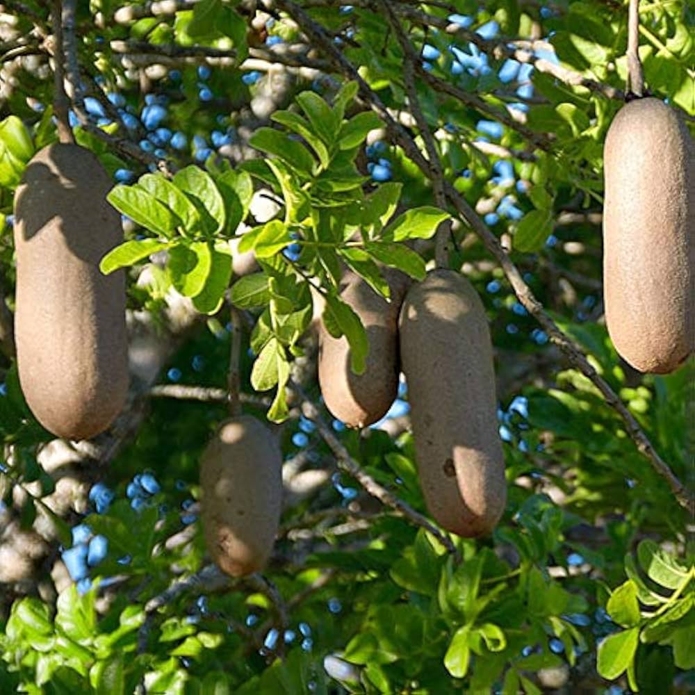 Kigelia Africana Sausage Tree Seeds