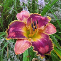 Total Spectrum Daylily