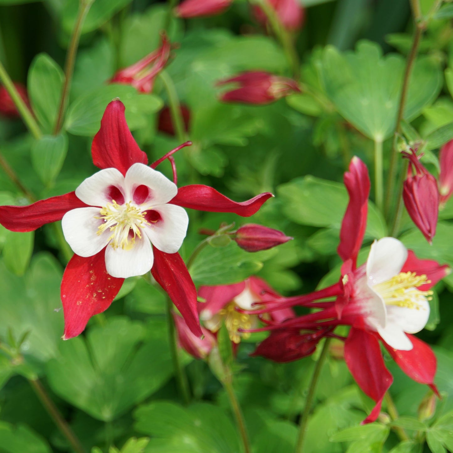 Crimson Star Columbine