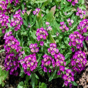 Alyssum Rosie O'Day Flower Seeds