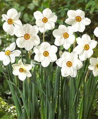 Actaea Daffodil Seeds