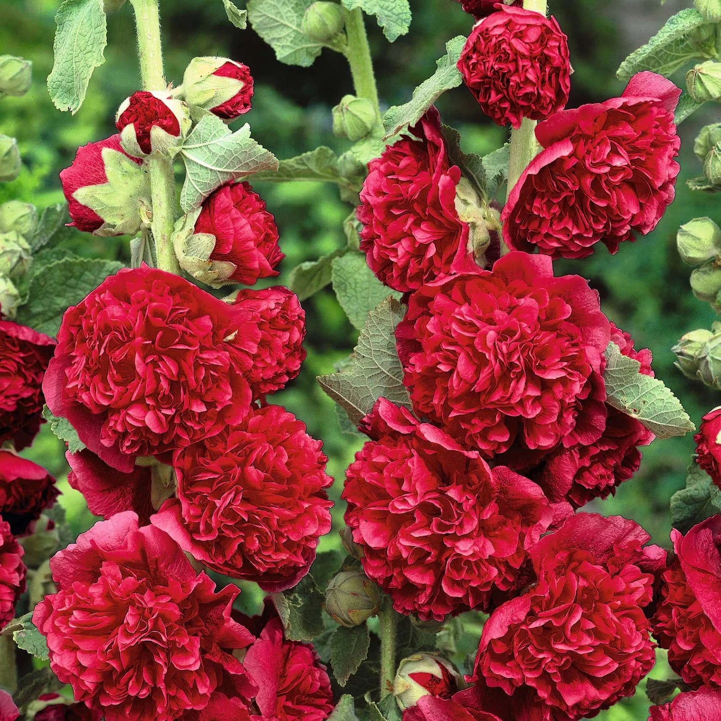 Chater's Double Red Hollyhock