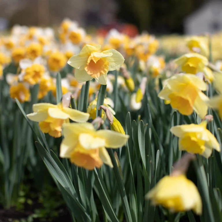 Tom Pouce Daffodil Seeds