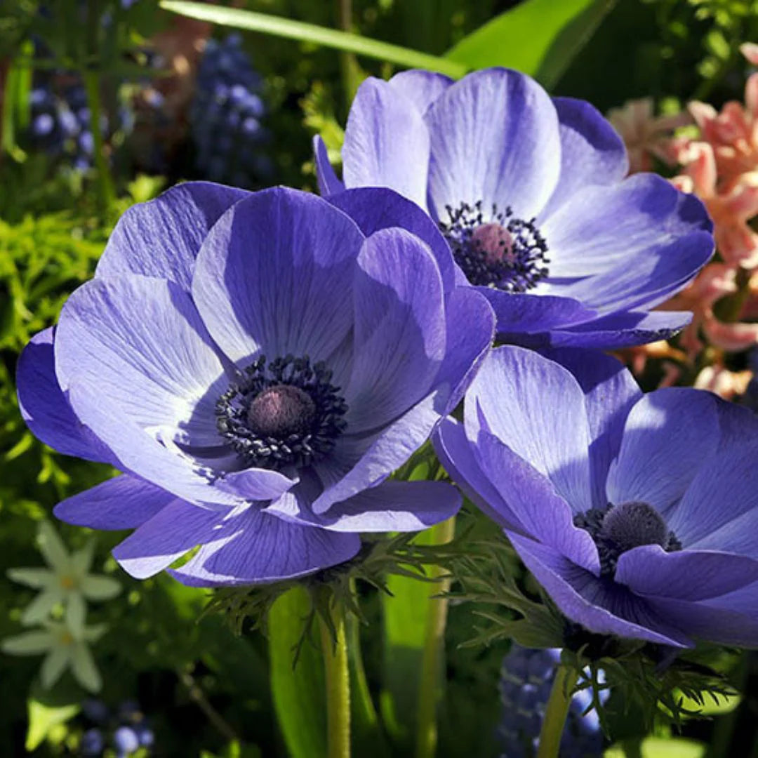 Anemone- De Caen Blue