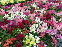 Antirrhinum Dwarf Mixed Color Flower Seeds