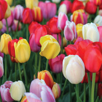 WOW! Pride Perennial Tulip Mixture Seeds