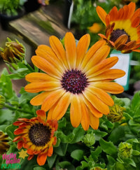 Osteospermum Dimorphotheca Mixed Color Flower Seeds