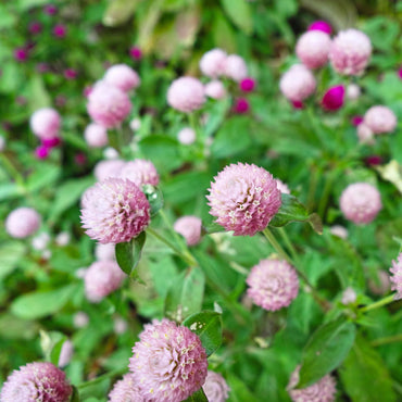 Raspberry Cream – Gomphrena Seed