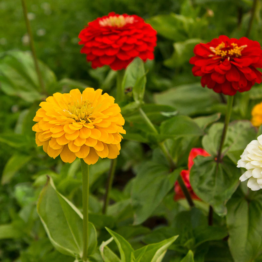 Zinnia Dahlia Mixed Color Seeds