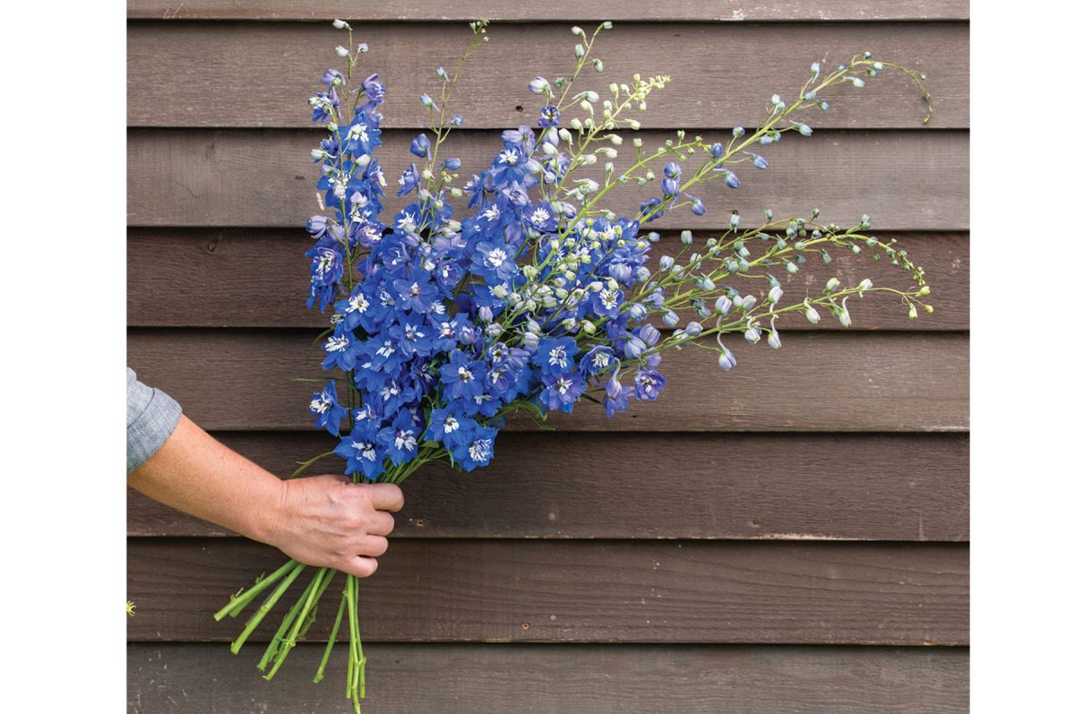 Magic Fountains Mid Blue White Bee – Delphinium Seed