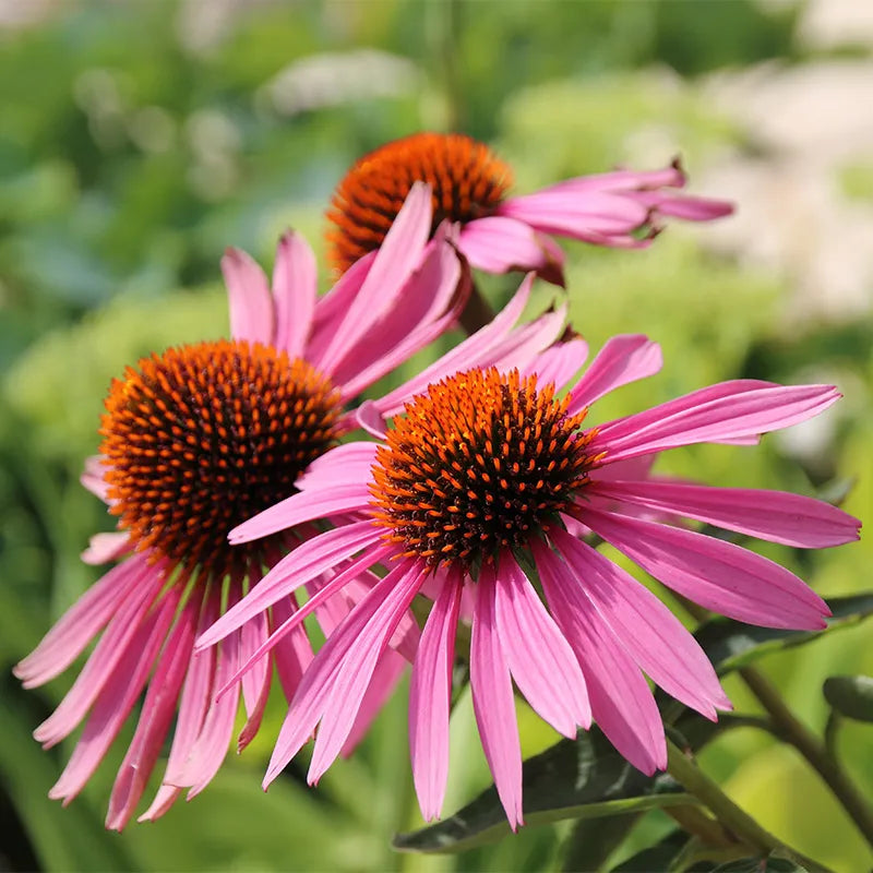 Magnus Coneflower