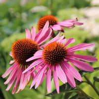 Magnus Coneflower