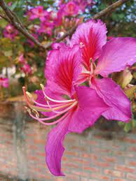 Bauhinia Purpurea Seeds