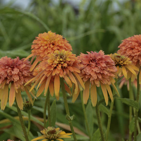 Marmalade Coneflower