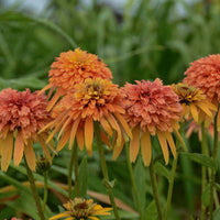 Marmalade Coneflower