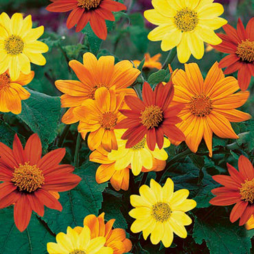 Mexican Sunflower – Tithonia Seed